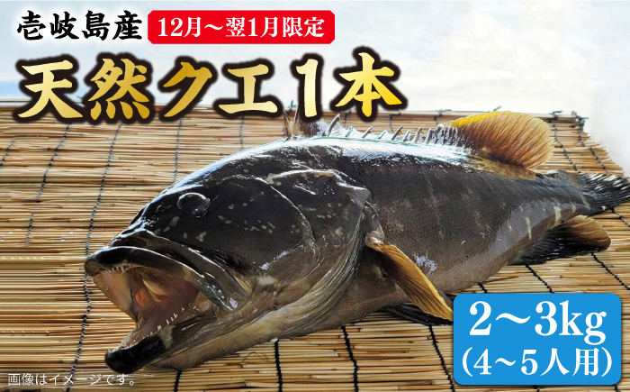 【12月～翌年1月限定】 天然 クエ 丸もの 1本 2～3kg（鍋・刺身4～5人用） 《壱岐市》【丸和水産】 [JCJ023] 82000 82000円