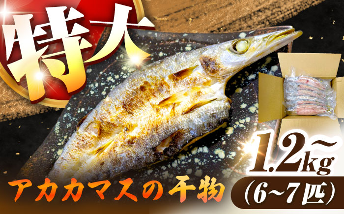 特大アカカマスの開き 干物 1.2kg以上 6～7匹 [JAQ026]