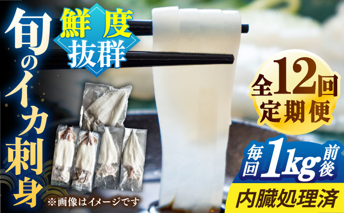 【全12回定期便】旬のイカ刺身1kg前後《壱岐市》【馬渡水産】イカ いか 烏賊 剣先 アオリ あおり スルメ するめ 刺身 刺し身 お刺身 海鮮 魚貝 冷凍配送 産地直送 [JAQ033]