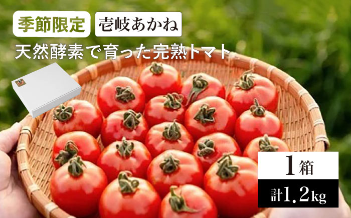 トマト 壱岐あかね 1箱 (5個-10個×3パック)《壱岐市》【フレッシュメイト壱岐】[JAZ001]  野菜 農産物 天然酵母 完熟 9000 9000円