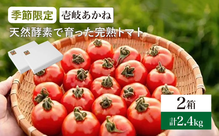 トマト 壱岐あかね  2箱(5個-10個×6パック) 《壱岐市》【フレッシュメイト壱岐】[JAZ002]  野菜 農産物 天然酵母 完熟 16000 16000円