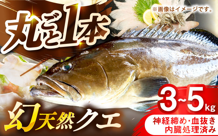 壱岐産　幻天然クエ　丸ごと１本　3kg～5kg《壱岐市》 【みやげ処 縁由】 [JBJ014]