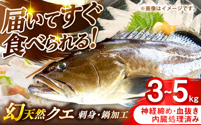 壱岐産　幻天然クエ　刺身・鍋加工　3kg～5kg《壱岐市》 【みやげ処 縁由】 [JBJ016]