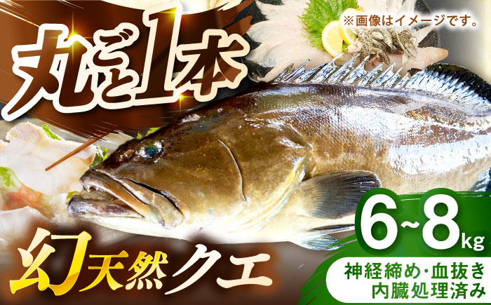 壱岐産　幻天然クエ　丸ごと1本　6kg～8kg《壱岐市》 【みやげ処 縁由】 [JBJ017]