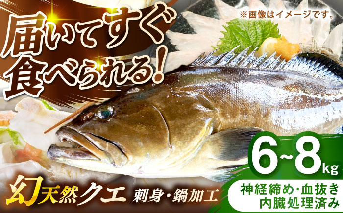 壱岐産　幻天然クエ　刺身・鍋加工　6kg～8kg《壱岐市》 【みやげ処 縁由】 [JBJ019]