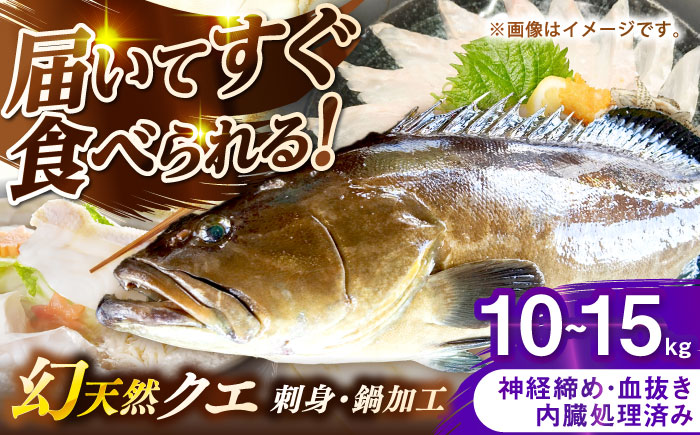 壱岐産　幻天然クエ　刺身・鍋加工　10kg～15kg《壱岐市》 【みやげ処 縁由】 [JBJ022]