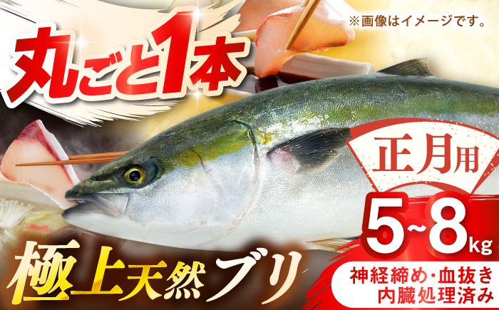 【正月用】　壱岐産　天然ブリ　まるごと1本　5kg～8kg《壱岐市》 【みやげ処 縁由】 [JBJ023]