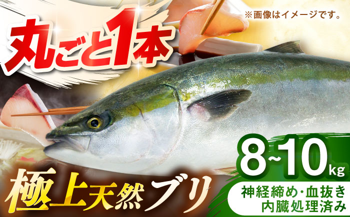 壱岐産　天然ブリ　丸ごと1本　8kg～10kg《壱岐市》 【みやげ処 縁由】 [JBJ031]