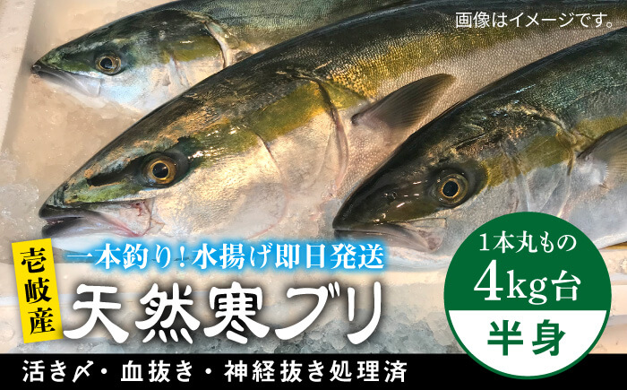 【1/16～3月末お届け】壱岐島産天然寒ブリ（一本丸ものサイズ4キロ台の半身ブロック） 《壱岐市》【壱岐島　玄海屋】[JBS006]  刺身 しゃぶしゃぶ 37000 37000円