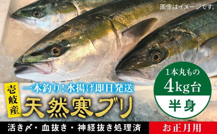 【お歳暮対象】【年内発送】※12/20-1/15配送【年末年始用】壱岐島産天然寒ブリ（一本丸ものサイズ4キロ台の半身ブロック） [JBS018] 48000 48000円