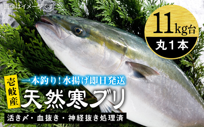 壱岐島産天然寒ブリ（11キロ台・丸もの） 《壱岐市》【壱岐島　玄海屋】[JBS029]  魚 刺身 しゃぶしゃぶ 140000 140000円
