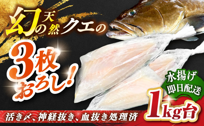 天然クエ（1キロ台・3枚おろし） 《壱岐市》【壱岐島　玄海屋】[JBS039] 魚 刺身 しゃぶしゃぶ  90000 90000円 9万円