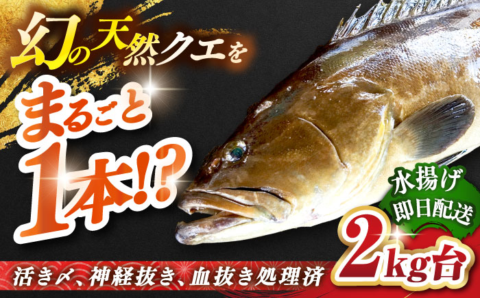 天然クエ（2キロ台・丸もの） 《壱岐市》【壱岐島　玄海屋】[JBS040]  魚 刺身 しゃぶしゃぶ  150000 150000円 15万円