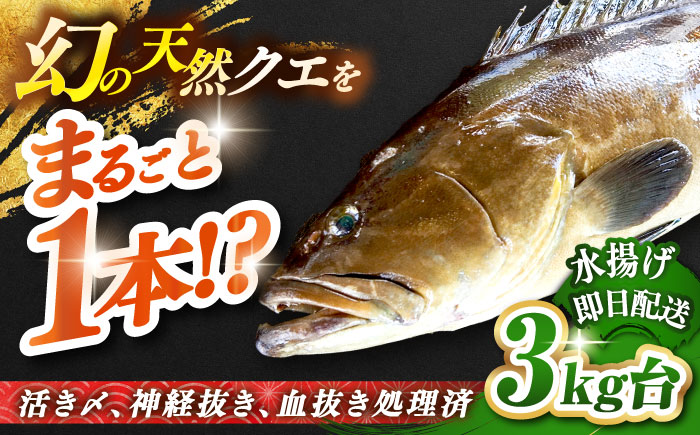 天然クエ（3キロ台・丸もの） 《壱岐市》【壱岐島　玄海屋】[JBS041]  魚 刺身 しゃぶしゃぶ  220000 220000円 22万円