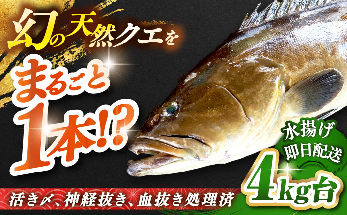 天然クエ（4キロ台・丸もの） 《壱岐市》【壱岐島　玄海屋】[JBS042] 魚 刺身 しゃぶしゃぶ  290000 290000円 29万円