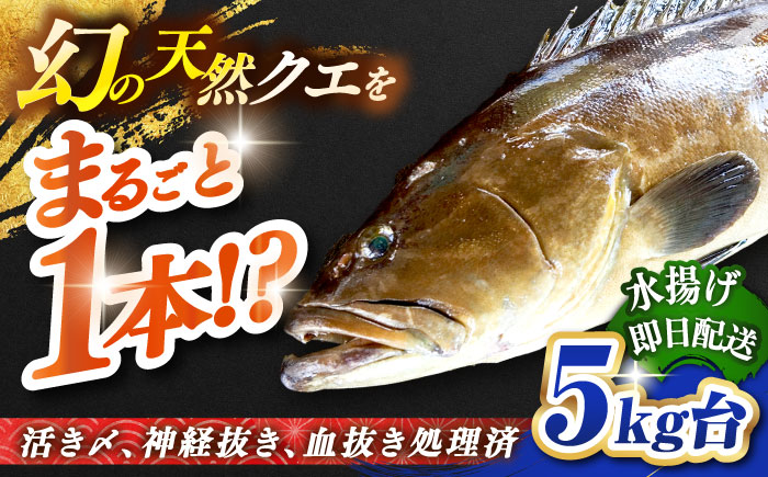 天然クエ（5キロ台・丸もの） 《壱岐市》【壱岐島　玄海屋】[JBS043] 魚 刺身 しゃぶしゃぶ  360000 360000円 36万円