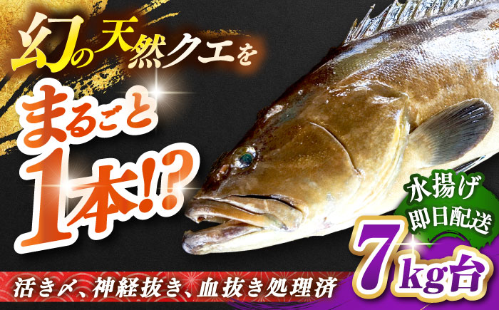天然クエ（7キロ台・丸もの） 《壱岐市》【壱岐島　玄海屋】[JBS045] 魚 刺身 しゃぶしゃぶ  510000 510000円 51万円