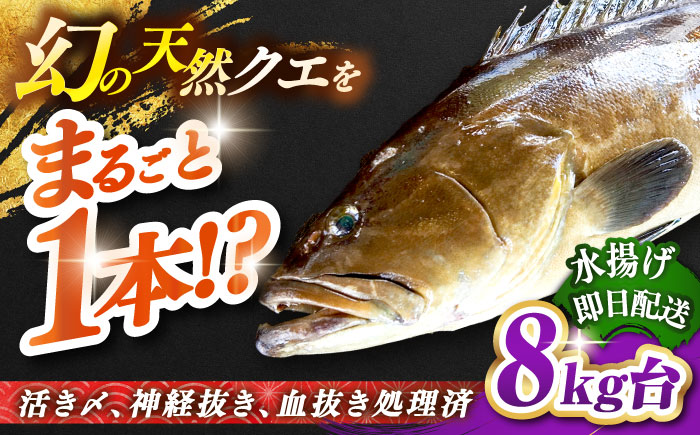 天然クエ（8キロ台・丸もの） 《壱岐市》【壱岐島　玄海屋】[JBS046] 魚 刺身 しゃぶしゃぶ  580000 580000円 58万円