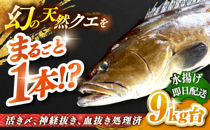 天然クエ（9キロ台・丸もの） 《壱岐市》【壱岐島　玄海屋】[JBS047] 魚 刺身 しゃぶしゃぶ  670000 670000円 67万円