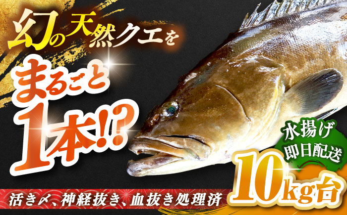 天然クエ（10キロ台・丸もの） 《壱岐市》【壱岐島　玄海屋】[JBS048] 魚 刺身 しゃぶしゃぶ  740000 740000円 74万円