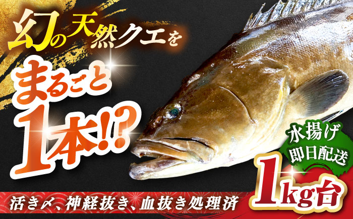 天然クエ（1キロ台・丸もの） 《壱岐市》【壱岐島　玄海屋】[JBS049] 魚 刺身 しゃぶしゃぶ  81000 81000円