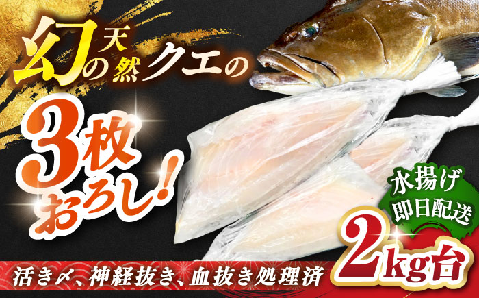 天然クエ（2キロ台・3枚おろし） 《壱岐市》【壱岐島　玄海屋】[JBS051] 魚 刺身 しゃぶしゃぶ  160000 160000円 16万円