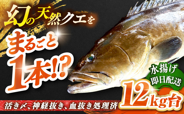 天然クエ（12キロ台・丸もの） 《壱岐市》【壱岐島　玄海屋】[JBS052] 魚 刺身 しゃぶしゃぶ  870000 870000円 87万円