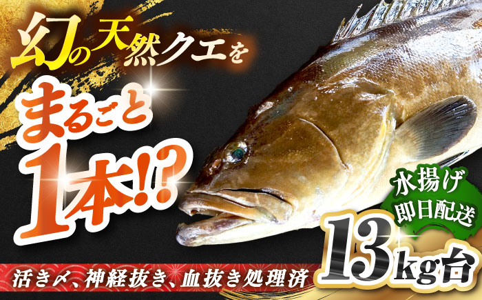 天然クエ（13キロ台・丸もの） 《壱岐市》【壱岐島　玄海屋】[JBS053] 魚 刺身 しゃぶしゃぶ  940000 940000円 94万円