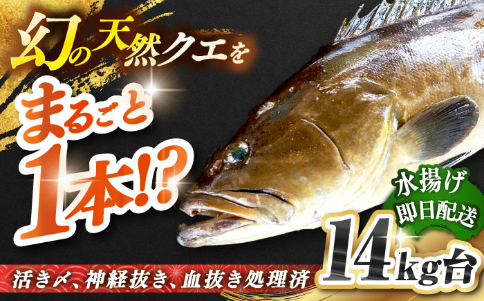 天然クエ（14キロ台・丸もの） 《壱岐市》【壱岐島　玄海屋】[JBS054] 魚 刺身 しゃぶしゃぶ  1010000 1010000円 101万円