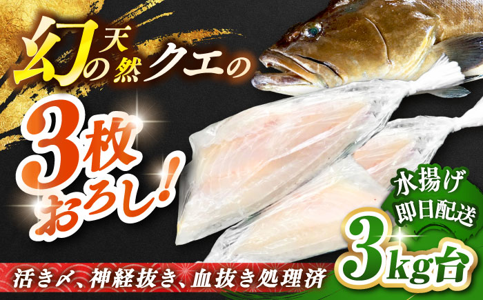 天然クエ（3キロ台・3枚おろし） 《壱岐市》【壱岐島　玄海屋】[JBS055] 魚 刺身 しゃぶしゃぶ  230000 230000円 23万円