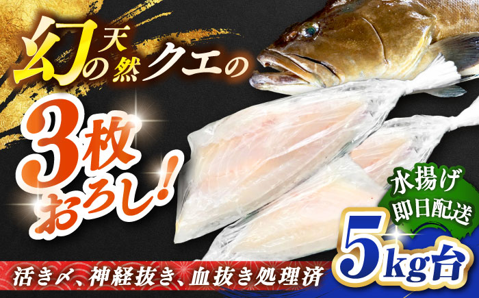 天然クエ（5キロ台・3枚おろし） 《壱岐市》【壱岐島　玄海屋】[JBS058] 魚 刺身 しゃぶしゃぶ  370000 370000円 37万円