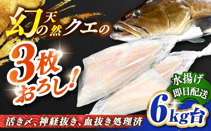 天然クエ（6キロ台・3枚おろし） 《壱岐市》【壱岐島　玄海屋】[JBS059] 魚 刺身 しゃぶしゃぶ  450000 450000円 45万円