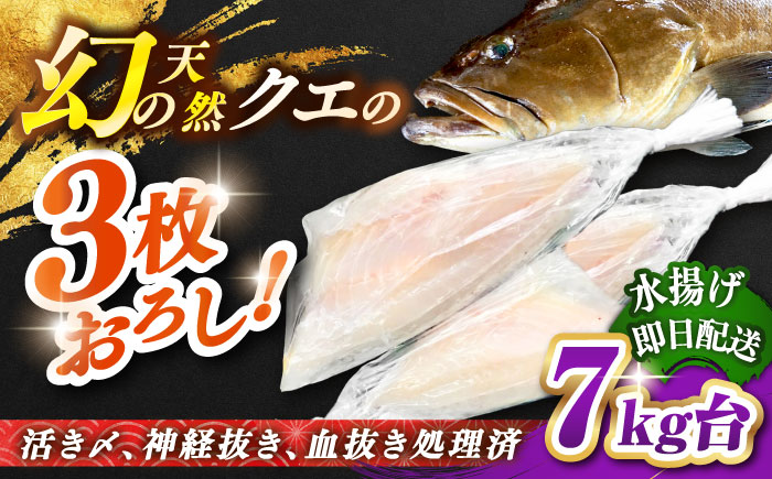 天然クエ（7キロ台・3枚おろし） 《壱岐市》【壱岐島　玄海屋】[JBS060] 魚 刺身 しゃぶしゃぶ  520000 520000円 52万円