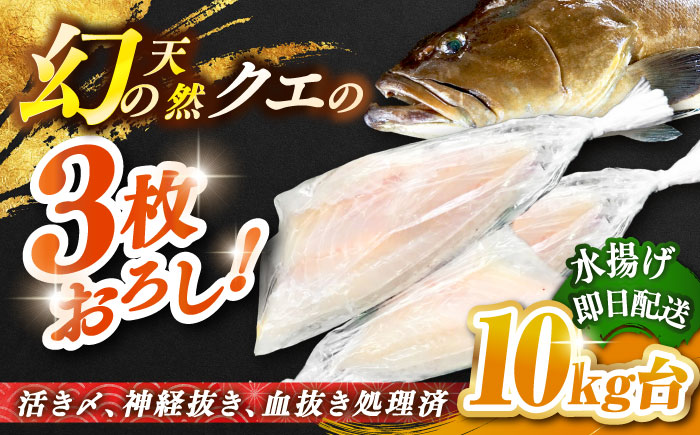 天然クエ（10キロ台・3枚おろし） 《壱岐市》【壱岐島　玄海屋】[JBS063] 魚 刺身 しゃぶしゃぶ  750000 750000円 75万円