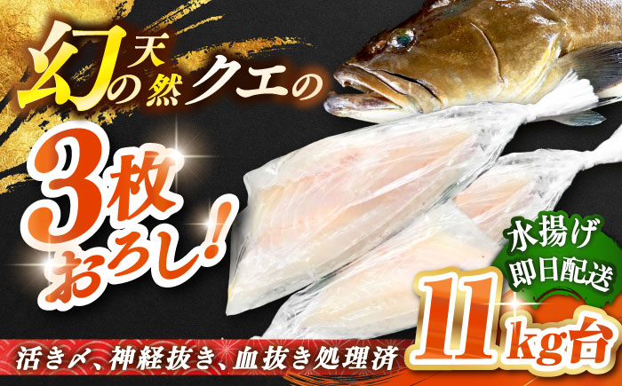 天然クエ（11キロ台・3枚おろし） 《壱岐市》【壱岐島　玄海屋】[JBS064] 魚 刺身 しゃぶしゃぶ  810000 810000円 81万円