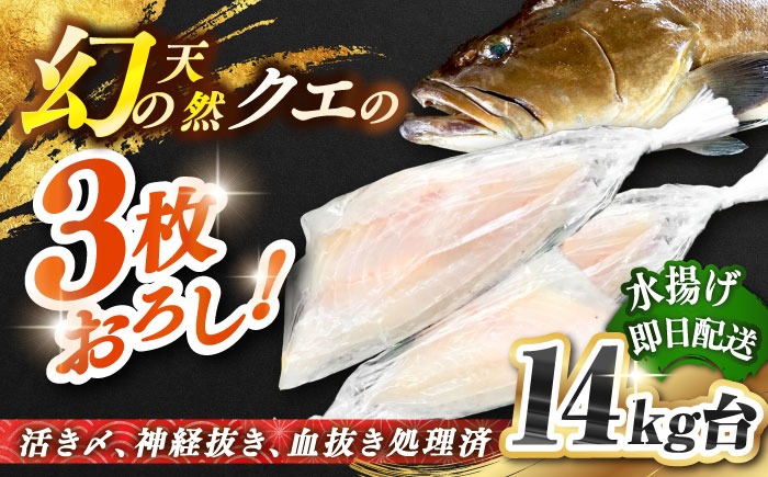 天然クエ（14キロ台・3枚おろし） 《壱岐市》【壱岐島　玄海屋】[JBS067] 魚 刺身 しゃぶしゃぶ  1030000 1030000円 103万円