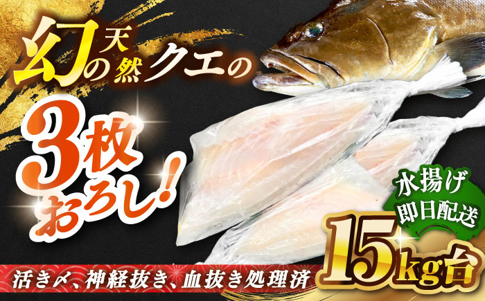 天然クエ（15キロ台・3枚おろし） 《壱岐市》【壱岐島　玄海屋】[JBS068] 魚 刺身 しゃぶしゃぶ  1110000 1110000円 111万円