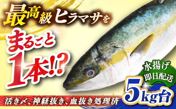 壱岐島産天然ヒラマサ（5キロ台・丸もの） 《壱岐市》【壱岐島　玄海屋】[JBS070] ヒラマサ 魚 刺身 煮物 カルパッチョ お寿司 77000 77000円