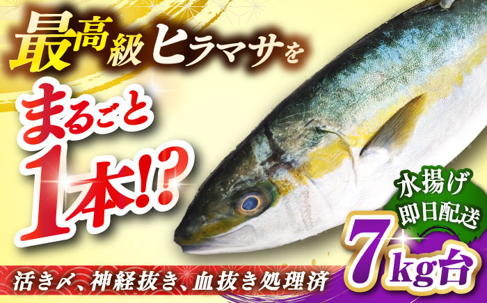 壱岐島産天然ヒラマサ（7キロ台・丸もの） 《壱岐市》【壱岐島　玄海屋】[JBS072] ヒラマサ 魚 刺身 煮物 カルパッチョ お寿司  142000 142000円