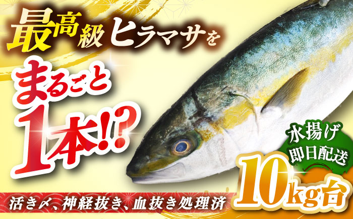 壱岐島産天然ヒラマサ（10キロ台・丸もの） 《壱岐市》【壱岐島　玄海屋】[JBS075] ヒラマサ 魚 刺身 煮物 カルパッチョ お寿司  300000 300000円 30万円