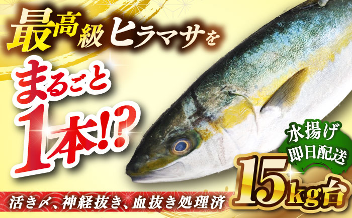 壱岐島産天然ヒラマサ（15キロ台・丸もの） 《壱岐市》【壱岐島　玄海屋】[JBS076] ヒラマサ 魚 刺身 煮物 カルパッチョ お寿司  500000 500000円 57万円