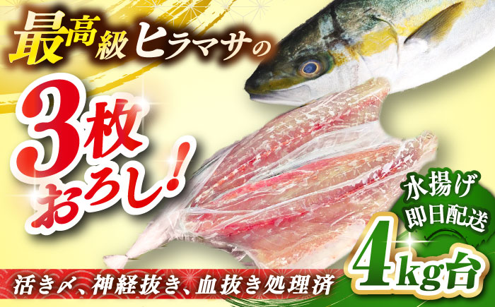 壱岐島産天然ヒラマサ（4キロ台・三枚おろし） 《壱岐市》【壱岐島　玄海屋】[JBS077] ヒラマサ 魚 刺身 煮物 カルパッチョ お寿司  70000 70000円