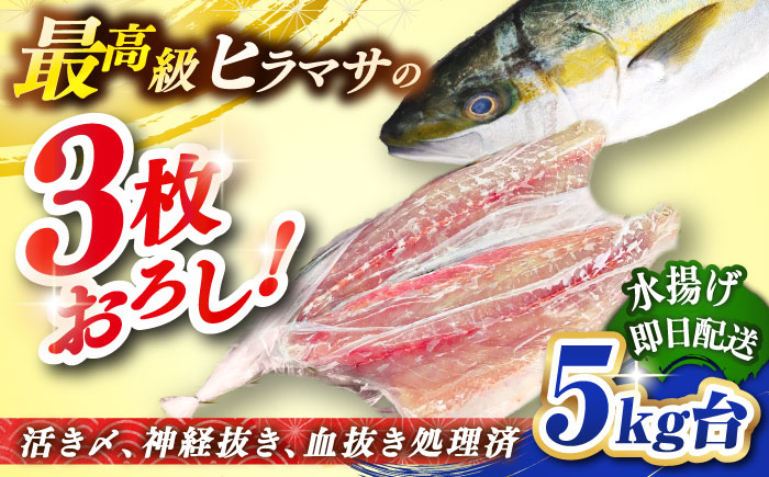 壱岐島産天然ヒラマサ（5キロ台・三枚おろし） 《壱岐市》【壱岐島　玄海屋】[JBS078] ヒラマサ 魚 刺身 煮物 カルパッチョ お寿司  84000 84000円