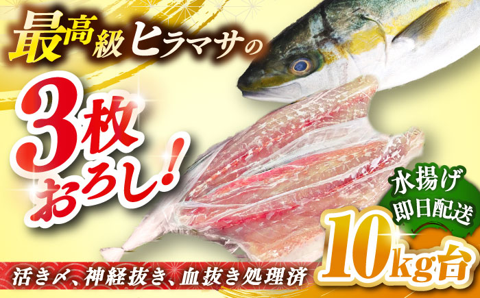 壱岐島産天然ヒラマサ（10キロ台・三枚おろし） 《壱岐市》【壱岐島　玄海屋】[JBS083] ヒラマサ 魚 刺身 煮物 カルパッチョ お寿司  310000 310000円 31万円