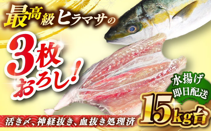 壱岐島産天然ヒラマサ（15キロ台・三枚おろし） 《壱岐市》【壱岐島　玄海屋】[JBS084] ヒラマサ 魚 刺身 煮物 カルパッチョ お寿司  510000 510000円 51万円