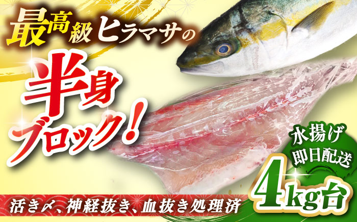 壱岐島産天然ヒラマサ（4キロ台・半身ブロック） 《壱岐市》【壱岐島　玄海屋】[JBS085] ヒラマサ 魚 刺身 煮物 カルパッチョ お寿司 46000 46000円 のし プレゼント ギフト
