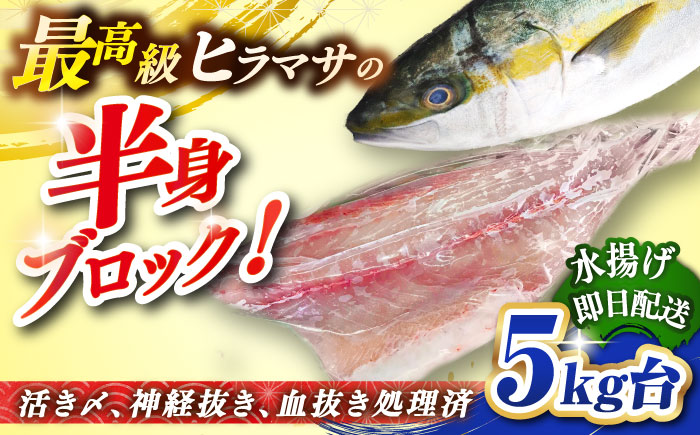 壱岐島産天然ヒラマサ（5キロ台・半身ブロック） 《壱岐市》【壱岐島　玄海屋】[JBS086] ヒラマサ 魚 刺身 煮物 カルパッチョ お寿司 55000 55000円
