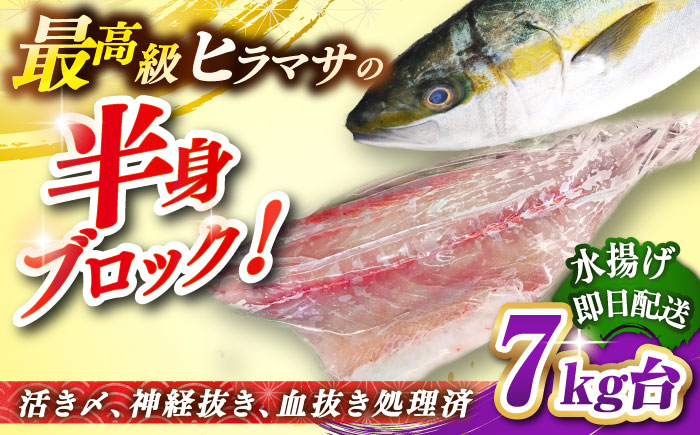壱岐島産天然ヒラマサ（7キロ台・半身ブロック） 《壱岐市》【壱岐島　玄海屋】[JBS088] ヒラマサ 魚 刺身 煮物 カルパッチョ お寿司  95000 95000円