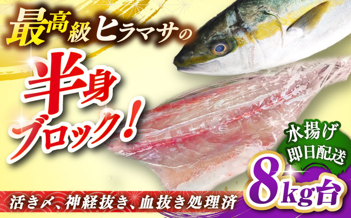 壱岐島産天然ヒラマサ（8キロ台・半身ブロック） 《壱岐市》【壱岐島　玄海屋】[JBS089] ヒラマサ 魚 刺身 煮物 カルパッチョ お寿司  118000 118000円