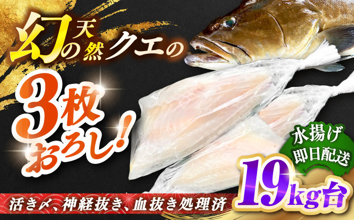 天然クエ（19キロ台・3枚おろし） 《壱岐市》【壱岐島　玄海屋】[JBS093] 1600000 1600000円 160万円